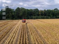 Maisvermehrung Ernte 7
