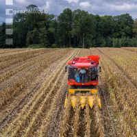 Maisvermehrung Ernte 6