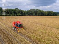 Maisvermehrung Ernte 4
