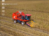 Maisvermehrung Ernte 3