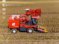 Maisvermehrung Ernte 2