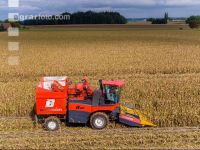 Maisvermehrung Ernte 1