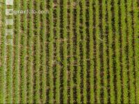 DJI 0052