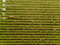 DJI 0053