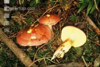 Holzritterling 2