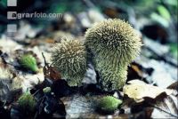 Igel Bovist
