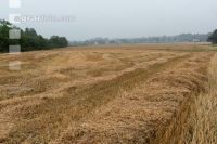 Regen in der Erntezeit 1
