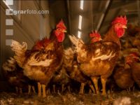 Broiler parent stock 45