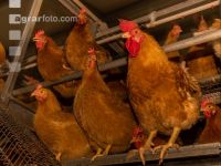 Broiler parent stock 44