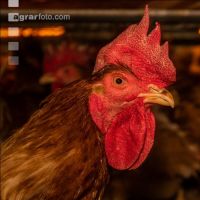 Broiler parent stock 43