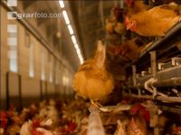 Broiler parent stock 41