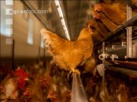 Broiler parent stock 40