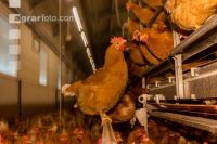 Broiler parent stock 39