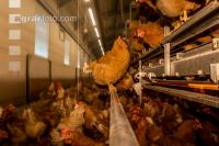 Broiler parent stock 38