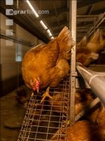 Broiler parent stock 37