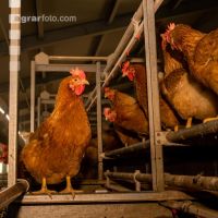 Broiler parent stock 36