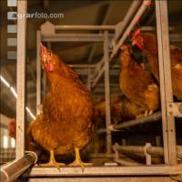 Broiler parent stock 35