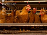 Broiler parent stock 34
