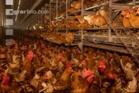 Broiler parent stock 33