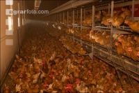 Broiler parent stock 32