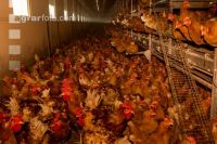 Broiler parent stock 31