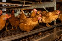 Broiler parent stock 30