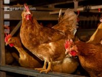 Broiler parent stock 28