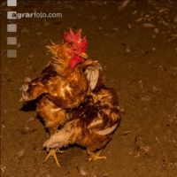Broiler parent stock 27