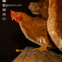 Broiler parent stock 26
