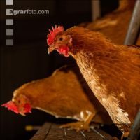 Broiler parent stock 25