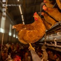 Broiler parent stock 24