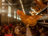 Broiler parent stock 23