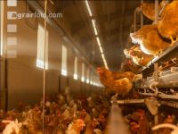 Broiler parent stock 22