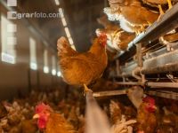 Broiler parent stock 21