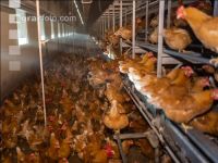 Broiler parent stock 20