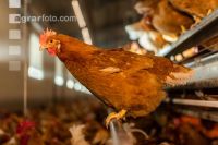 Broiler parent stock 19