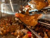 Broiler parent stock 18