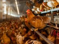 Broiler parent stock 17
