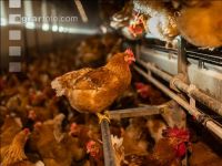 Broiler parent stock 16
