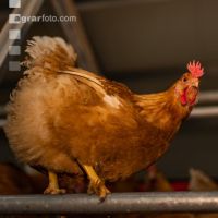 Broiler parent stock 15
