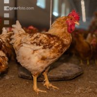 Broiler parent stock 14