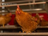 Broiler parent stock 13