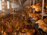 Broiler parent stock 12