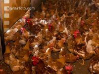 Broiler parent stock 11