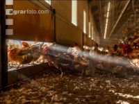 Broiler parent stock 10
