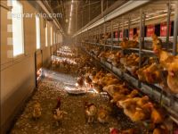 Broiler parent stock 9