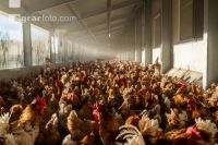 Broiler parent stock 8