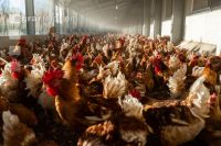 Broiler parent stock 7