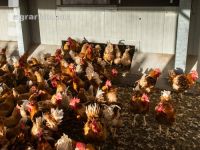 Broiler parent stock 6