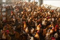 Broiler parent stock 5